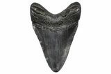 Fossil Megalodon Tooth - South Carolina #346176-1